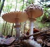 Safranschirmling, Foto 47