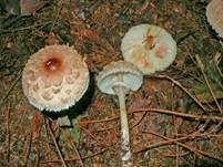 Safranschirmling, Foto 8