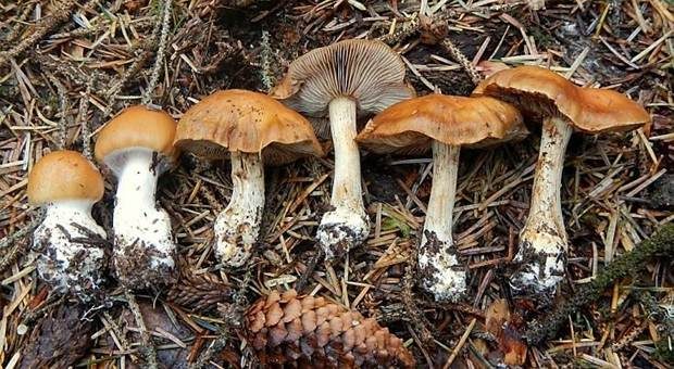 Sägeblättriger Klumpfuß, Foto 3