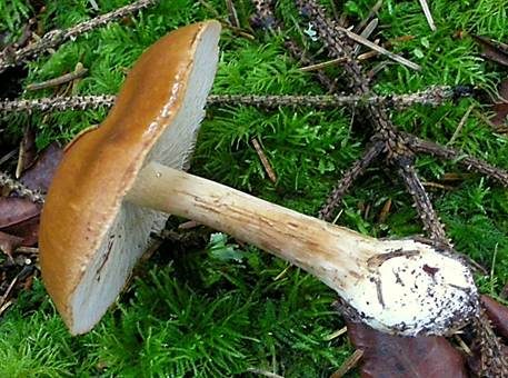Sägeblättriger Klumpfuß, Foto 4