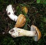 Sägeblättriger Klumpfuß, Foto 5