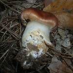 Sägeblättriger Klumpfuß, Foto 6