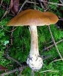 Sägeblättriger Klumpfuß, Foto 7