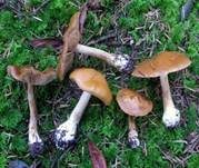 Sägeblättriger Klumpfuß, Foto 8