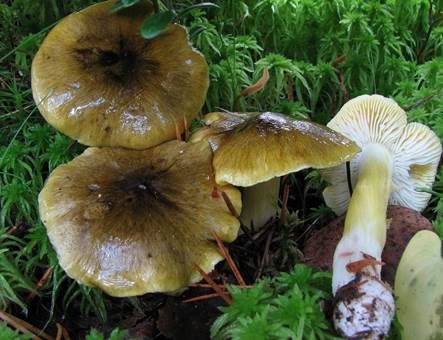 Sägeblättriger Ritterling, Foto 3