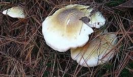 Sägeblättriger Ritterling, Foto 9