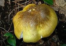 Sägeblättriger Ritterling, Foto 10