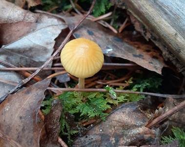 Sahlers Moos-Häubling, Foto 2