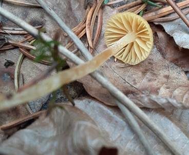 Sahlers Moos-Häubling, Foto 3