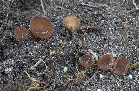 Salomonssiegel-Stromabecherchen, Foto 2