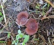 Salomonssiegel-Stromabecherchen, Foto 12