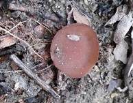 Salomonssiegel-Stromabecherchen, Foto 13
