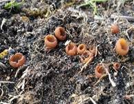 Salomonssiegel-Stromabecherchen, Foto 6