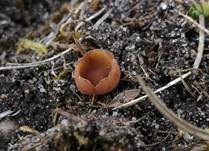 Salomonssiegel-Stromabecherchen, Foto 7