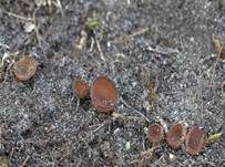 Salomonssiegel-Stromabecherchen, Foto 8