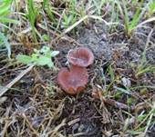 Salomonssiegel-Stromabecherchen, Foto 9