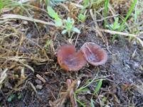 Salomonssiegel-Stromabecherchen, Foto 10