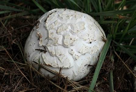 Salzwiesenchampignon, Foto 3