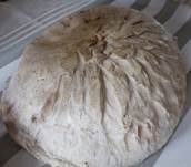 Salzwiesenchampignon, Foto 13