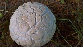 Salzwiesenchampignon, Foto 15