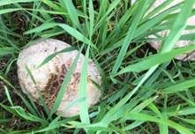 Salzwiesenchampignon, Foto 17