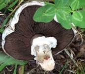 Salzwiesenchampignon, Foto 19
