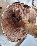 Salzwiesenchampignon, Foto 20