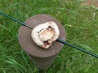 Salzwiesenchampignon, Foto 21