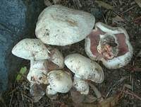 Salzwiesenchampignon, Foto 23