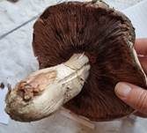 Salzwiesenchampignon, Foto 27