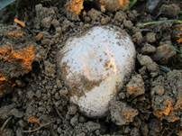 Salzwiesenchampignon, Foto 29