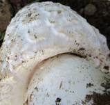 Salzwiesenchampignon, Foto 31