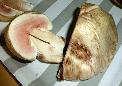 Salzwiesenchampignon, Foto 5