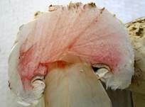 Salzwiesenchampignon, Foto 33