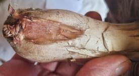 Salzwiesenchampignon, Foto 38