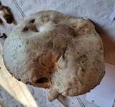 Salzwiesenchampignon, Foto 40