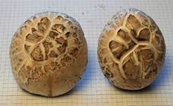 Salzwiesenchampignon, Foto 6