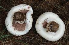 Salzwiesenchampignon, Foto 8