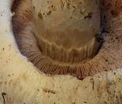 Salzwiesenchampignon, Foto 11