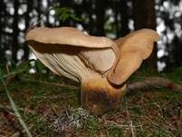 Samtfußkrempling, Foto 33