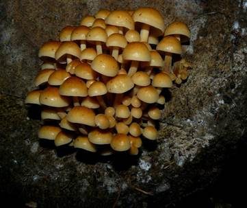 Samtfußrübling, Foto 3