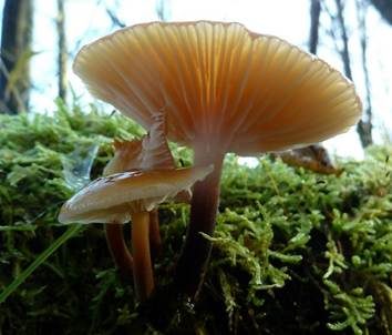 Samtfußrübling, Foto 5
