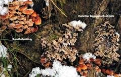 Samtfußrübling, Foto 35