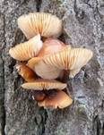 Samtfußrübling, Foto 40