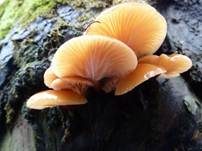 Samtfußrübling, Foto 41