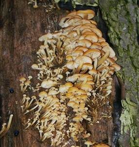 Samtfußrübling, Foto 6
