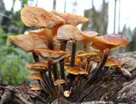 Samtfußrübling, Foto 44