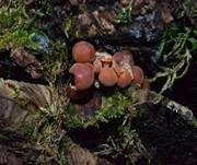 Samtfußrübling, Foto 61