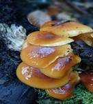 Samtfußrübling, Foto 65