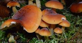 Samtfußrübling, Foto 67